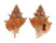 MURICIDAE FAVARTIA MACULATA shell