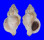 MURICIDAE CERASTOSTOMA RORIFLUUM shell