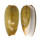 OLIVIDAE OLIVA VIDUA AURATA shell