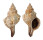 FASCIOLARIIDAE FASCIOLARIA TRAPEZIUM shell