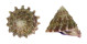 TURBINIDAE ASTRALIUM HAEMATRAGUM shell