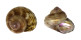 TROCHIDAE CONOTALOPIA MUSTELINA shell