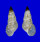 LITIOPIDAE DIFFALABA PICTA shell