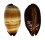 CYPRAEIDAE TALPARIA TALPA shell