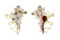 MURICIDAE HOMALOCANTHA ZAMBOI shell