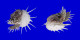 SPONDYLIDAE SPONDYLUS IMPERIALIS shell