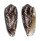 CONIDAE CONUS OMARIA shell