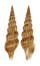 TURRIDAE PTYCHOBELA FLAVIDULA shell