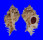 MURICIDAE CHICOMUREX PSEUDOSUPERBUS shell