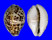 CYPRAEIDAE CYPRAEA TIGRIS shell