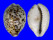 CYPRAEIDAE CYPRAEA TIGRIS shell