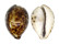 CYPRAEIDAE CYPRAEA TIGRIS shell