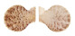PECTINIDAE SCAEOCHLAMYS SQUAMATA shell