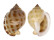 CASSIDAE PHALIUM BISULCATA BOOLEYI shell