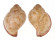 TONNIDAE EUDOLIUM PYRIFORME shell
