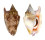 STROMBIDAE STROMBUS BULLA shell