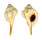 RANELLIDAE CYMATIUM ENCAUSTICUM shell