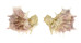 OSTREIDAE PLANOSTREA PESTIGRIS shell