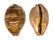 CYPRAEIDAE LEPOCYPRAEA MAPPA shell