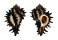 MURICIDAE MUREX MELANAMATHOS CHINI shell