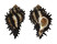 MURICIDAE MUREX MELANAMATHOS CHINI shell