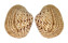 VENERIDAE ANTIGONA CORBIS shell