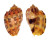 HARPIDAE HARPA HARPA shell