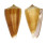 CONIDAE CONUS SULCATUS BRETTINGHAMI shell