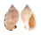 CASSIDAE CASMARIA ERINACEUS VIBEX shell