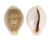 CYPRAEIDAE EROSARIA MILIARIS BONFANTINII shell