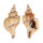 MURICIDAE BOREOTROPHON CANDELABRUM shell