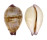 CYPRAEIDAE NESIOCYPRAEA HIRASEI HIRASEI shell
