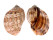 HARPIDAE HARPA MAJOR shell