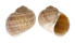 NATICIDAE CRYPTONATICA HUANGHAIENSIS shell