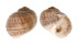 NATICIDAE CRYPTONATICA HUANGHAIENSIS shell