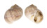 NATICIDAE CRYPTONATICA HUANGHAIENSIS shell