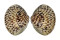 VENERIDAE MERETRIX PETECHIALIS shell