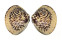 VENERIDAE MERETRIX PETECHIALIS shell