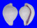 OVULIDAE OVULA COSTELLATA shell