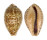 CYPRAEIDAE PSEUDOZONARIA ANNETTAE shell