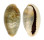 CYPRAEIDAE CYPRAEA ERRONES ERRONES shell