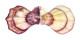 PECTINIDAE SWIFTOPECTEN SWIFTI shell