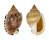 CASSIDAE CASMARIA PONDEROSA NODULOSA shell