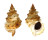 BURSIDAE TUTUFA TENUIGRANOSA shell