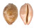 CYPRAEIDAE LEPOCYPRAEA MAPPA shell