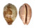 CYPRAEIDAE LEPOCYPRAEA MAPPA shell