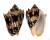 VOLUTIDAE CYMBIOLA VESPERTILIO shell