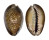 CYPRAEIDAE CYPRAEA CAPUTSERPENTIS shell