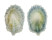 FISSURELLIDAE HEMITOMA PANHI shell