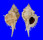 MURICIDAE SIRATUS EVELYNAE shell